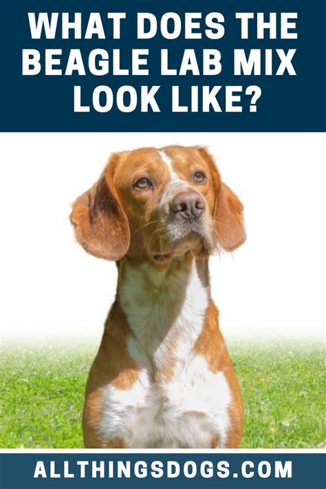 Potty training a puppy will no longer be a nightmare and can be accomplished easily. The Beagle Lab mix can take after their Labrador parent ...