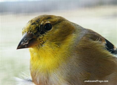Sc South Carolina Bird Pictures Page Perching Birds