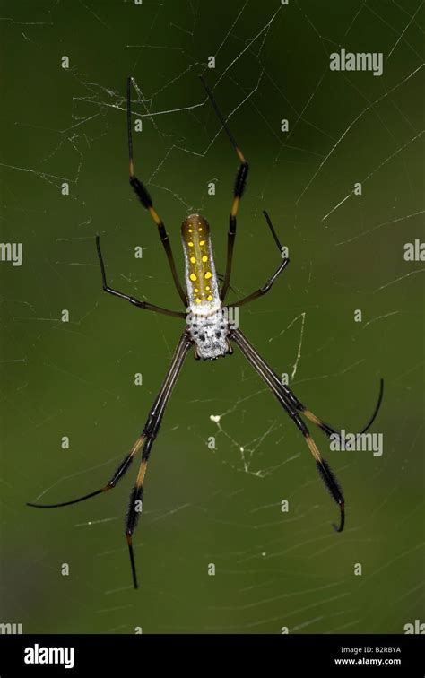 Golden Silk Spider Nephila Clavipes Costa Rica Stock Photo Alamy