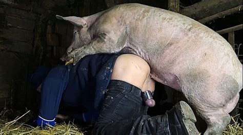 Boar Fucking A Dude In His Ass In This Beastiality Barn