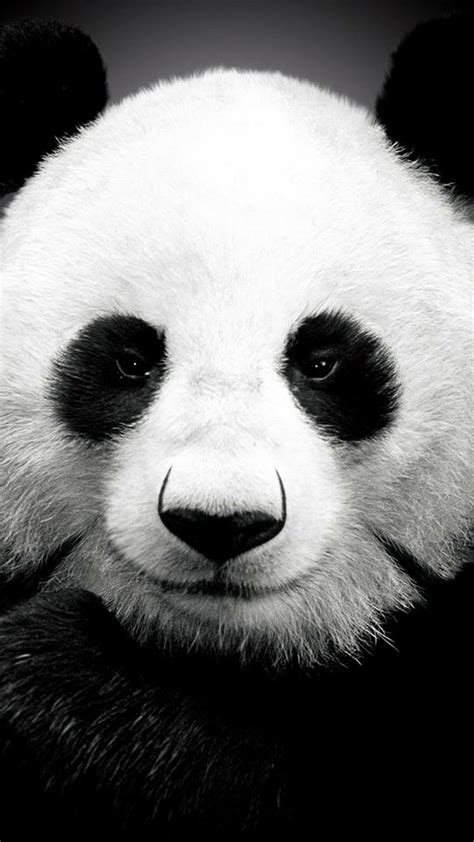 Panda Bear Best Htc One Wallpapers Free And Easy To