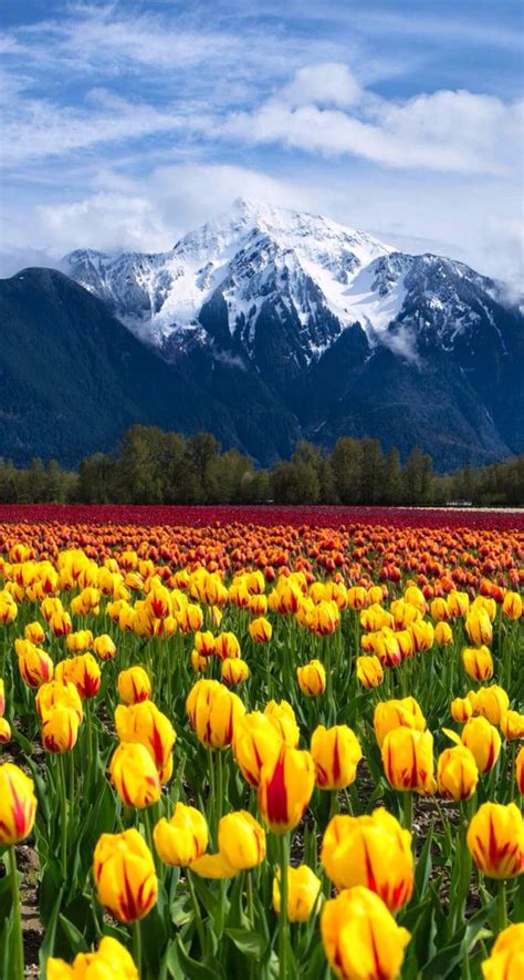 Mountain View And Pretty Flowers Landscape Scenery