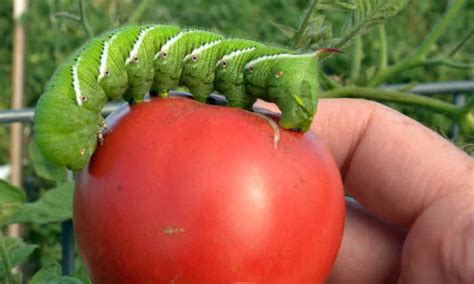 Tomato Hornworm Battling Manduca Quinquemaculata Epic Gardening