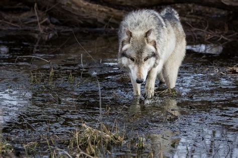 Wolves Water Animals Wolf Wallpapers Hd Desktop And Mobile Backgrounds
