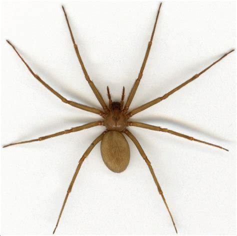 House Spider Light Brown Houseat