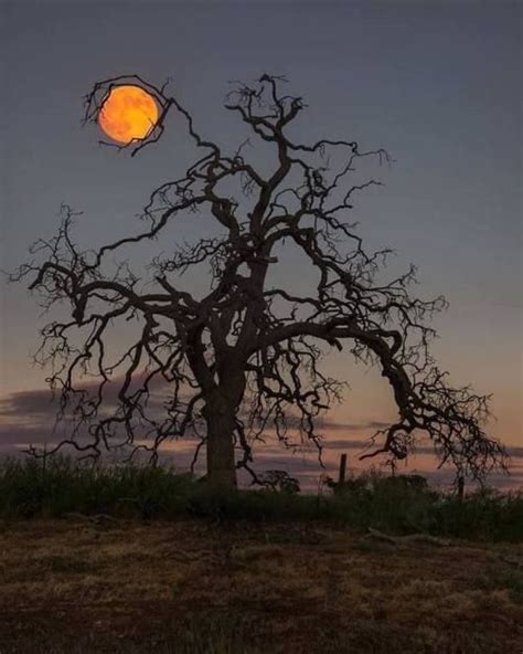 Moon Tree Knights Ferry California Photo Eric Houck Fotografia