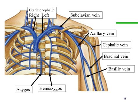 Pin on ASR Basic Anatomy & Physiology