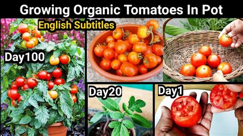 How To Grow Tomatoes From Tomato 100 Days Updates Easiest Method