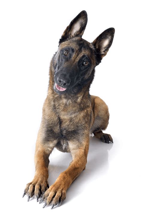 It has a black mask and ears and a lighter underside. Belgian Malinois at a Glance