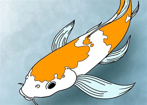 Realistic Koi Fish Drawing