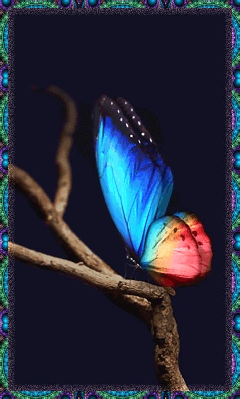 Pin By Wanda Riggan On НАСЕКОМЫЕ Butterfly Wallpaper Backgrounds Blue Butterfly Wallpaper