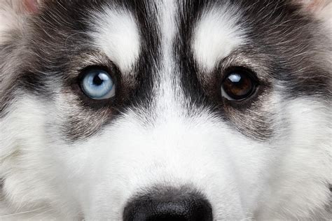 Closeup Siberian Husky Puppy Different Eyes Photograph By Sergey Taran