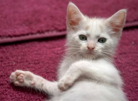 175 Best Cream Colored Cat Names The Ultimate List Petpress