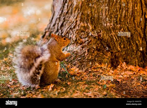 Squirrel On Mount Royal Stock Photo Alamy