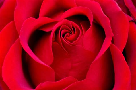 Beautiful, free images gifted by the world's most generous community of photographers. Beautiful Red Rose Free Stock Photo - Public Domain Pictures