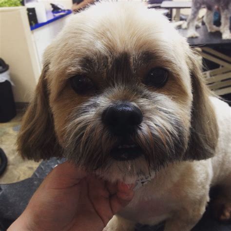 Teddy Bear Face On A Shih Tzu Dog Grooming Tips Dog Face Dog Grooming