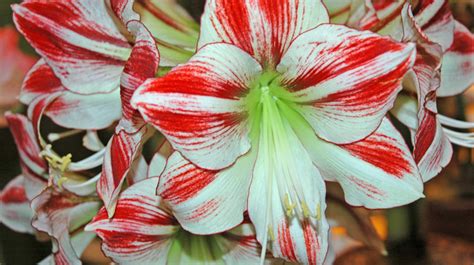 Place the cactus in a location that receives indirect light. Fall Care of Amaryllis and Christmas Cactus :: Melinda Myers