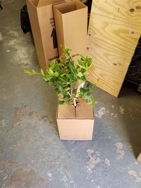 Mature trees are around 6 to 10 ft (2 to 3 m) tall with dark green shiny leaves. Costco Citrus Meyer Lemon 5 gallon listed Delivered