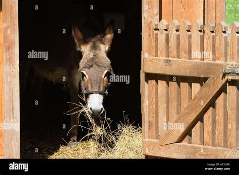 Donkey In Stable Equus Asinus Bavaria Germany Stock Photo Alamy