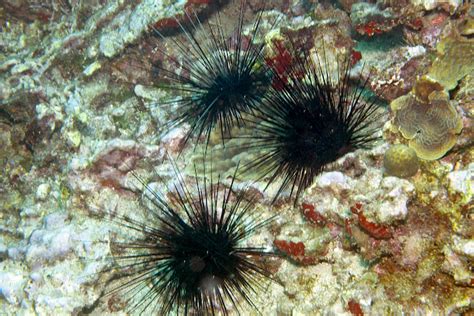 Keep An Eye Out For Sea Urchins