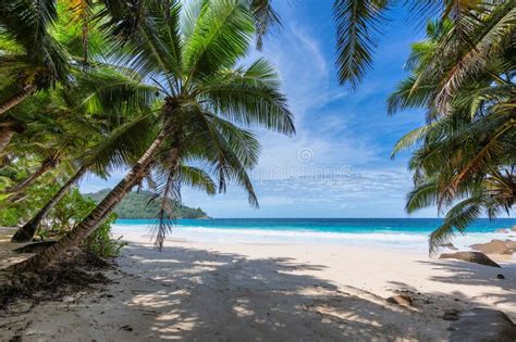 Palm Trees On Sunny Beach With White Sand And Turquoise