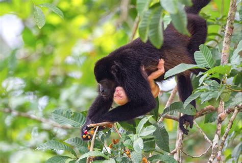 Ucr Estudia Causas De Coloración Anómala En Monos Congos De Costa Rica