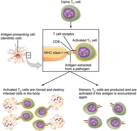 The Adaptive Immune Response T Lymphocytes And Their Functional Types