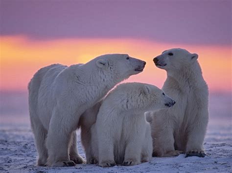 Polar Bears The Great Wanderers Steppes Travel