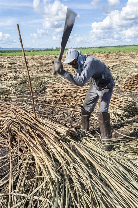 Manual Labour Harvest Sugar Cane On The Field Editorial Stock Photo