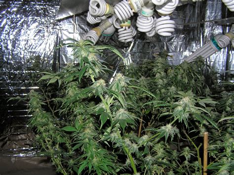 Because they are cool and can be placed close to the tops of. Super Powerful CFL Grow Lights Are HERE!: The How to ...