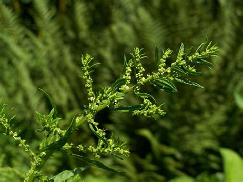 Wormseed Plant Top 10 Questions About Health Benefits Answered