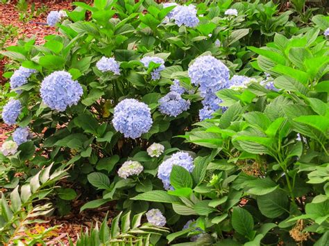 Penny Mac Hydrangea For Sale Buy Shrubs Online Perfect Plants