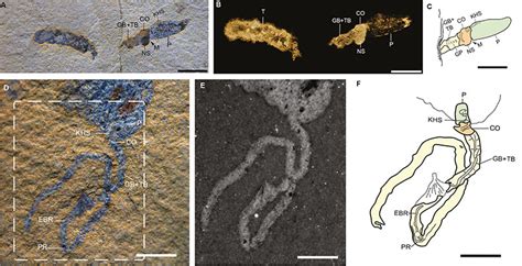 Origin Of The Hemichordate Larva Figures