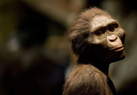 Todays Great Apes Are Probably Brainier Than Our Pre Human Ancestors
