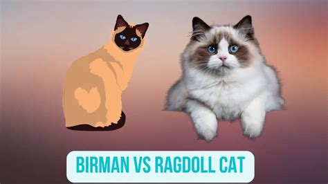 Birman Vs Ragdoll Comparison Guide In 2024 Oxford Pets