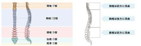 体の歪み!？側弯症とは？ | アナトミーストレッチ