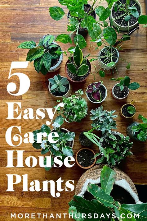 5 Of The Easiest Indoor Plants To Care For More Than Thursdays