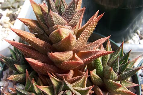 Oregon Cactus Blog Haworthia Kewensis