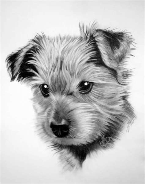 Yorkshire Terrier Puppy Pencil Drawing By Haylo By Haylo Tattoonow