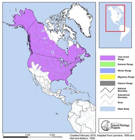 American Mink Montana Field Guide