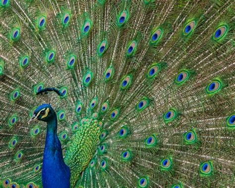 Difference Between Male And Female Peacocks With Pictures Chicken And Chicks Info