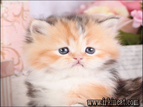 These cat breeders may have kittens for sale right now, that were not listed here in our classifieds section. Lies You've Been Told About Persian Kittens For Sale Near ...