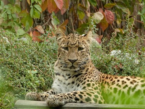 Leopard Große Katze Zoo Kostenloses Foto Auf Pixabay Pixabay