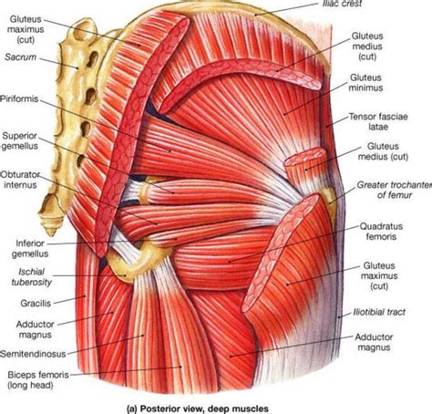 Posterior Deep Muscles Of The Pelvis Musculos Músculos Del Cuerpo Humano Musculos Del Cuerpo