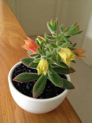 A couple of flowers have fallen off already. Yellow/Orange Flowers with Fuzzy Leaves | Cacti ...