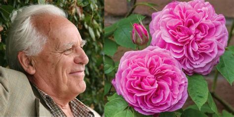 In Memoriam Photos Of David Austins Most Beautiful Roses Starts At 60