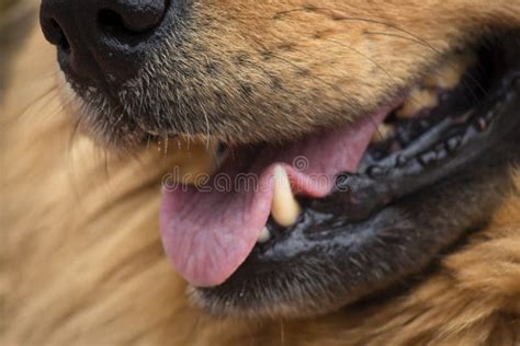 Close Up Of A Dog With Open Mouth Tongue Out With Background Stock