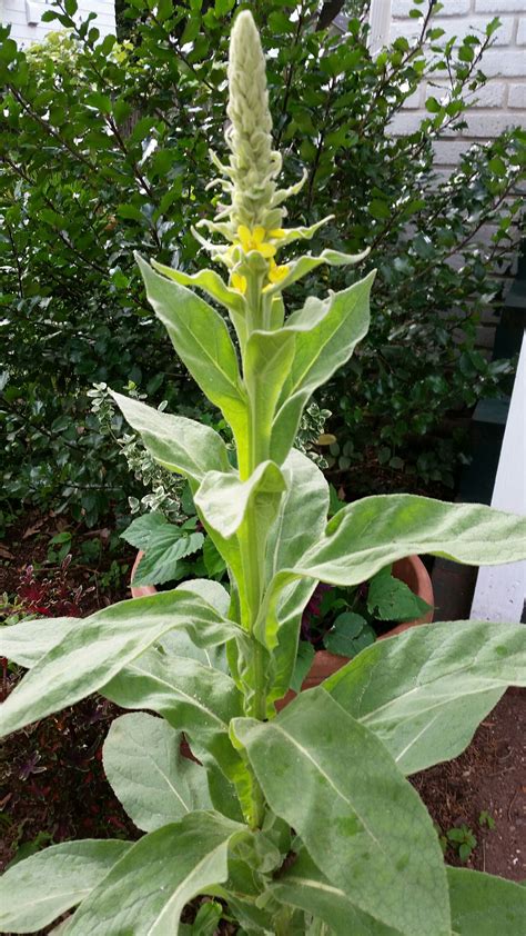 The Mullein Plant That Appeared In My Front Garden Plants Plant