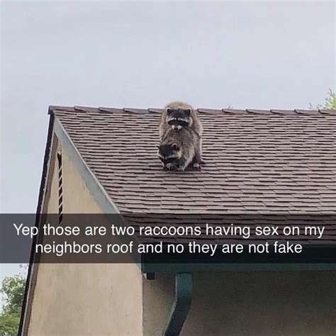 Yep Those Are Two Raccoons Having Sex On My Neighbors Roof And No They Are Not Fake I Ifunny
