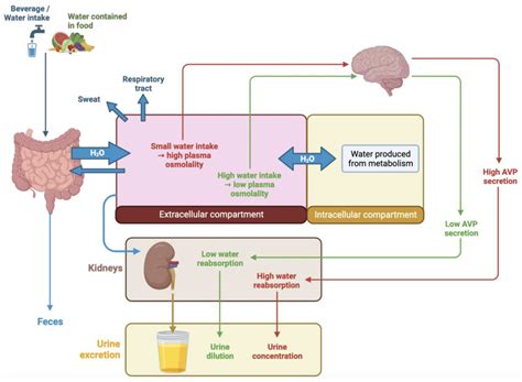 Nutrients Free Full Text How To Monitor Hydration Status And Urine